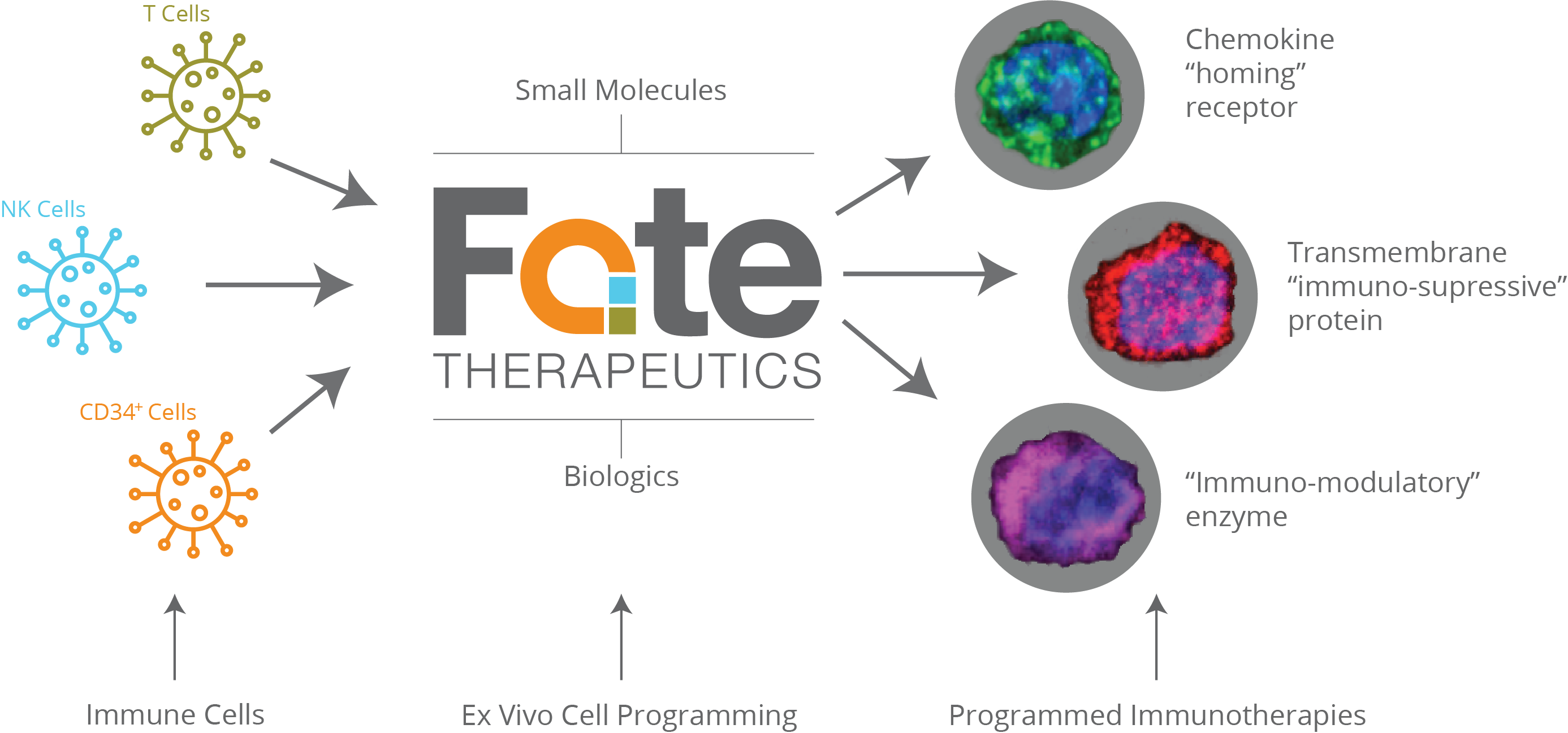 Programming Cell Function