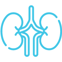 kidney-icon