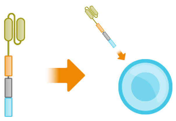 t-cell-img-02